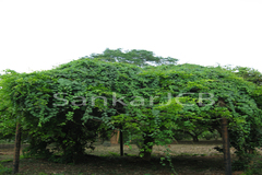 Diploclisia glaucescens